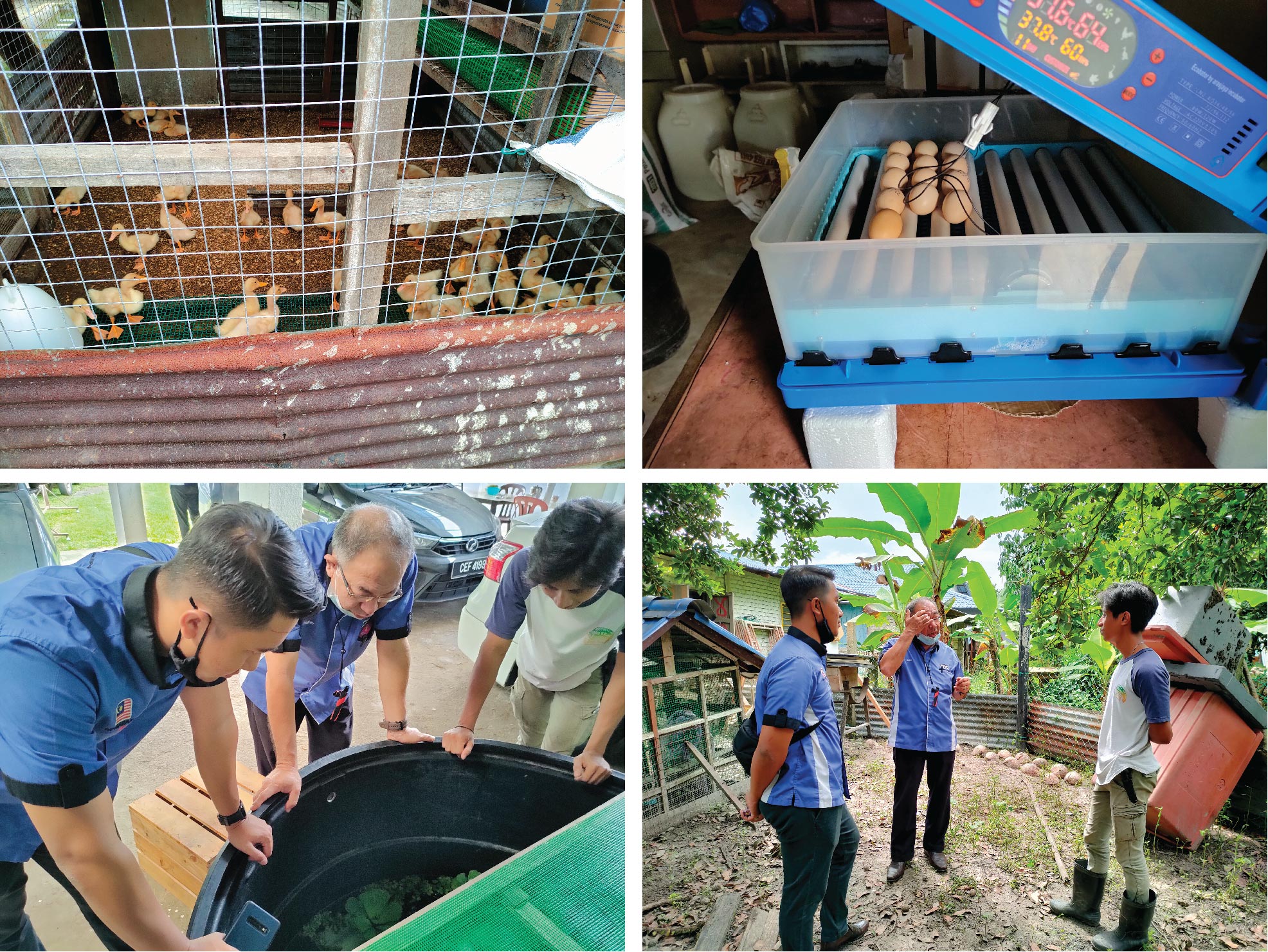 PENTERNAKAN AYAM KAMPUNG