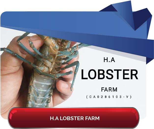 H.A LOBSTER 01